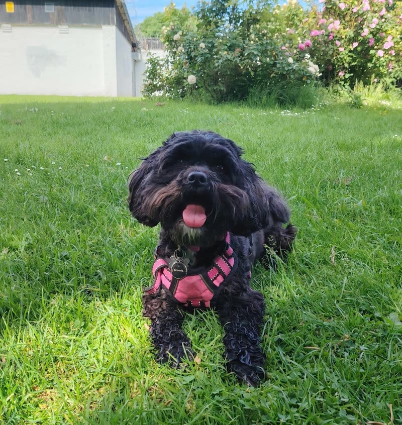 A freshly groomed small black curly-coated dog in a pink harness sitting on a sunlit lawn