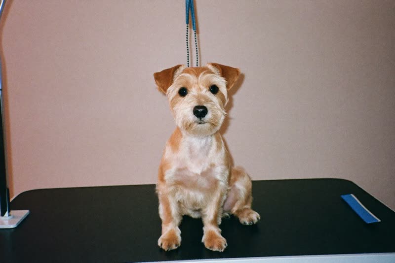 A freshly trimmed terrier sitting on a grooming table
