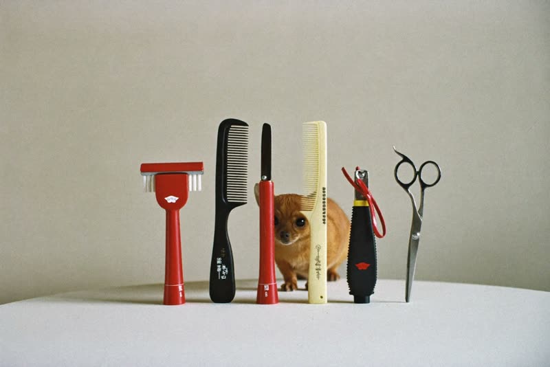 Grooming tools laid out ready for an appointment