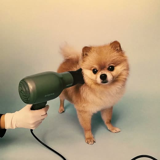 A small dog having its coat blow-dried after a bath
