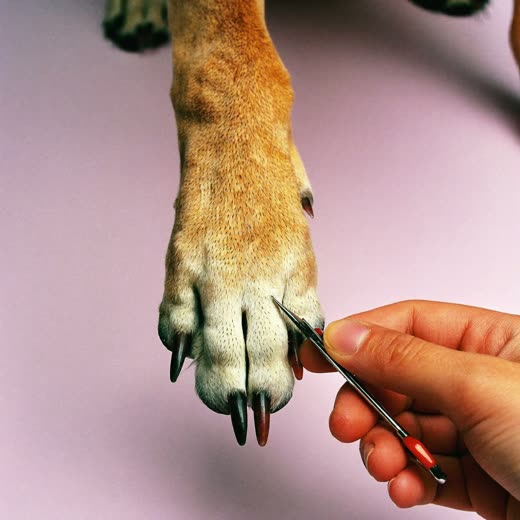 A dog's paw having its nails clipped