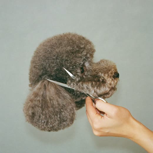 A curly-coated dog having its face scissor-trimmed